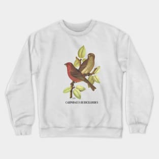 Carpodacus Bicilloides Crewneck Sweatshirt